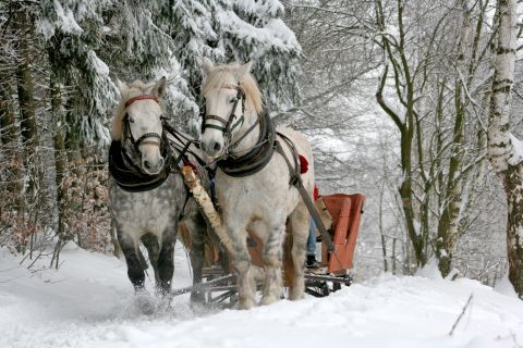Kulig DK 2019